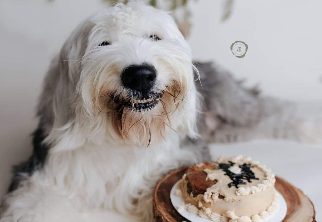 Lucas - The Happiest Dog In The World