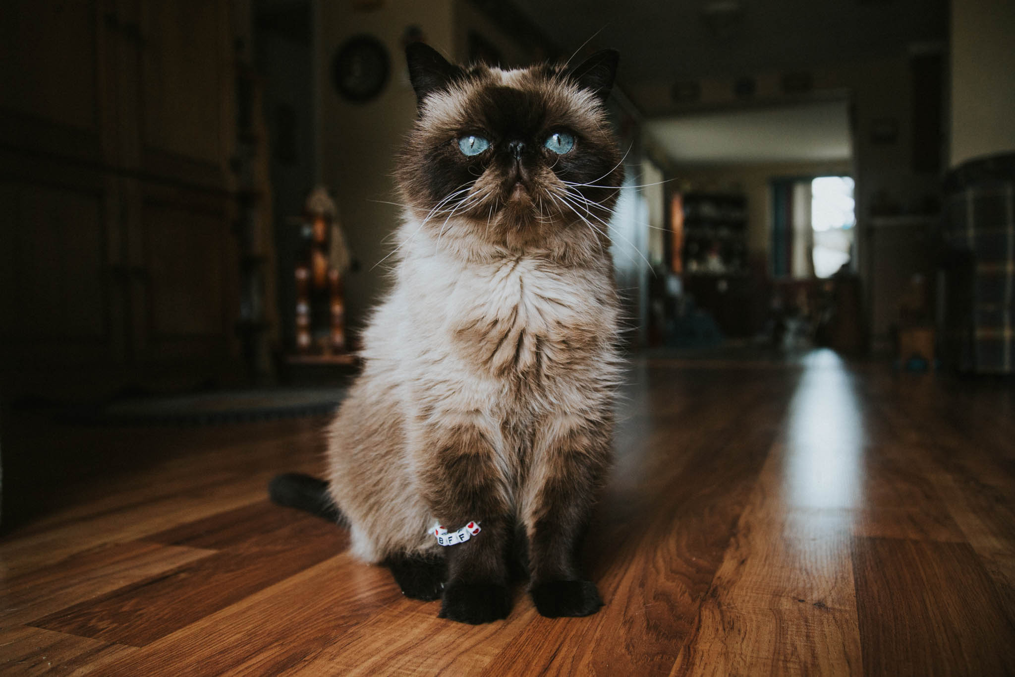 World Of Pets IV