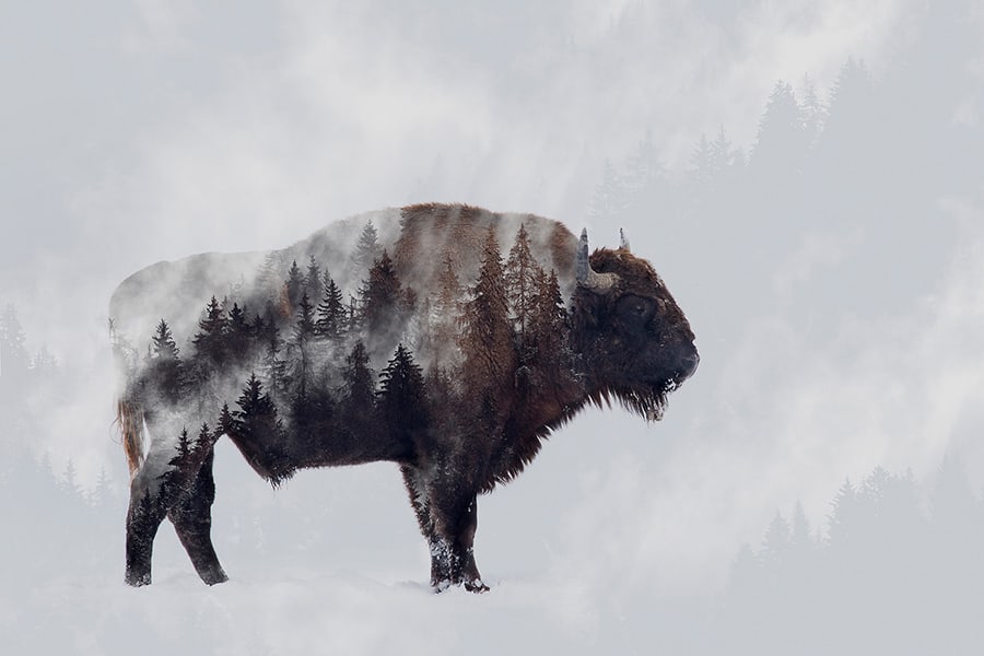 Beautiful animal photos