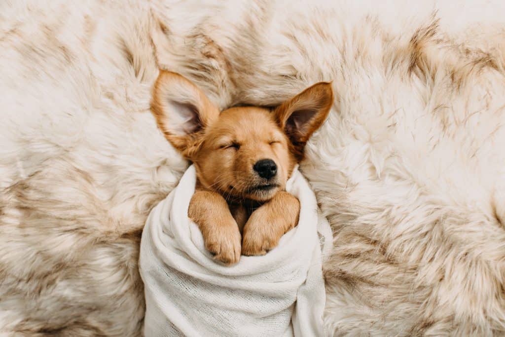 cute puppies