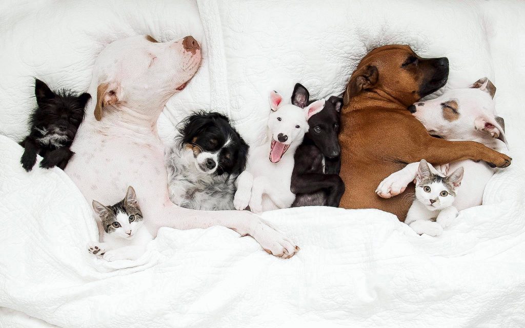 animal photos