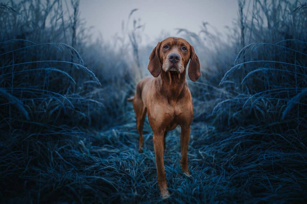 Animal Photographers