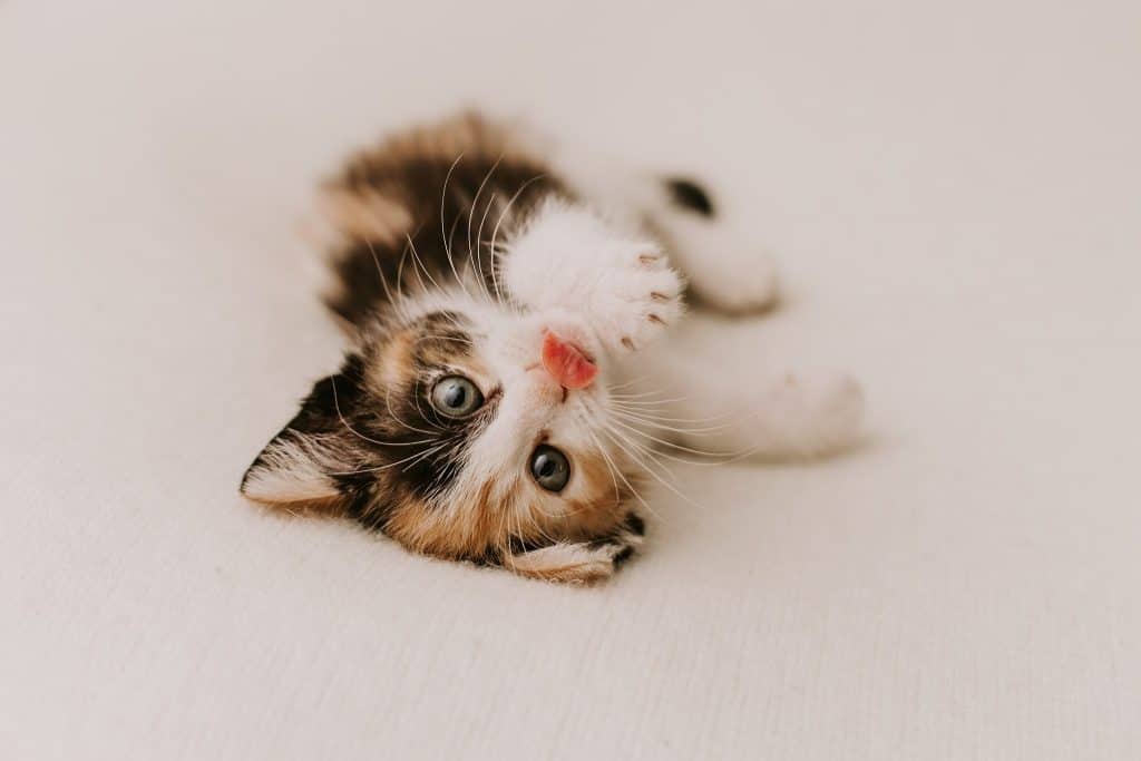 Cute Kitten Pictures