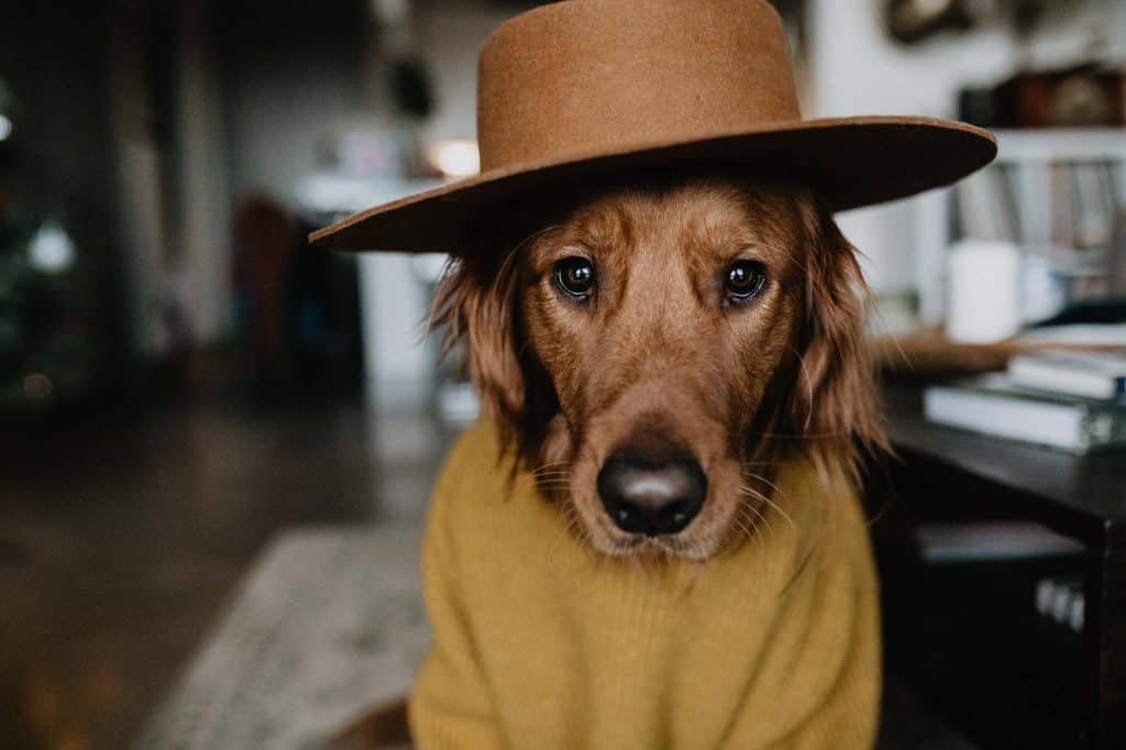 animal pictures