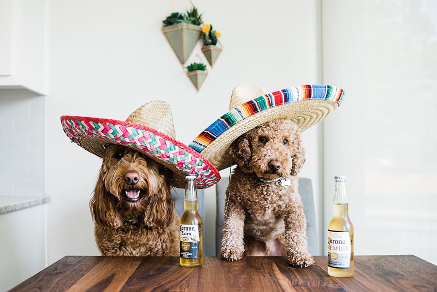 funny dog pictures