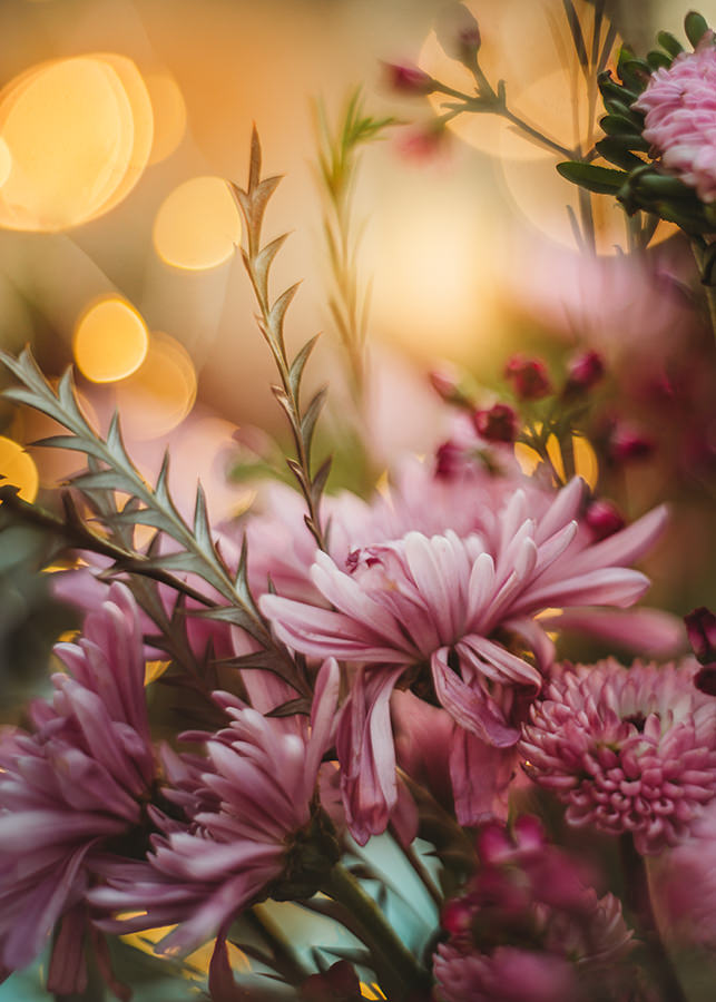 flower photography