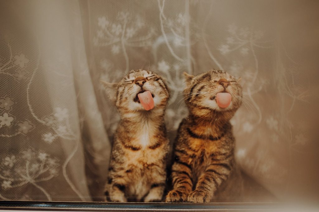 Pictures Of Dogs And Cats