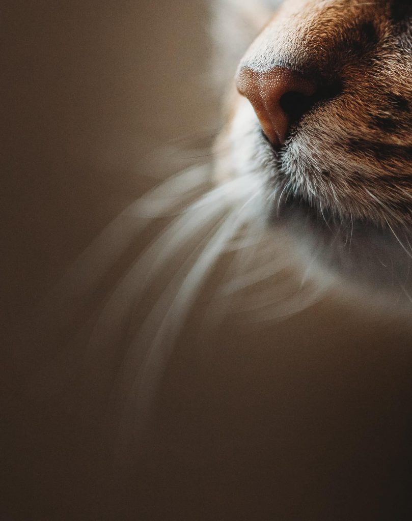 Macro Photography Ideas