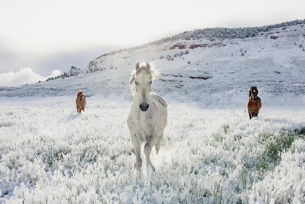 three horses are running over snow-cover grass, they are truly beautiful animals