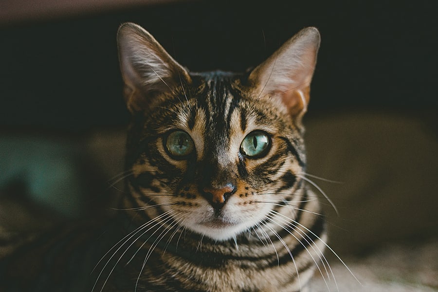 majestic cats